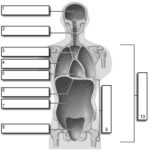 Body Cavity Labelbody Cavity Labeling