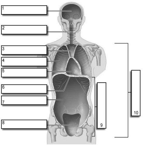 Body Cavity Labelbody Cavity Labeling