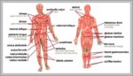 Body Muscles Diagram Labeled Image