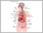 Body Organ Images Image