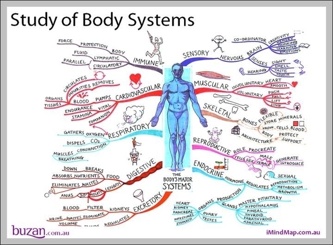 Body Systems Image