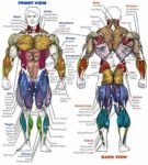 Bodybuilding Anatomy