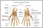 Bone Of The Wrist Image