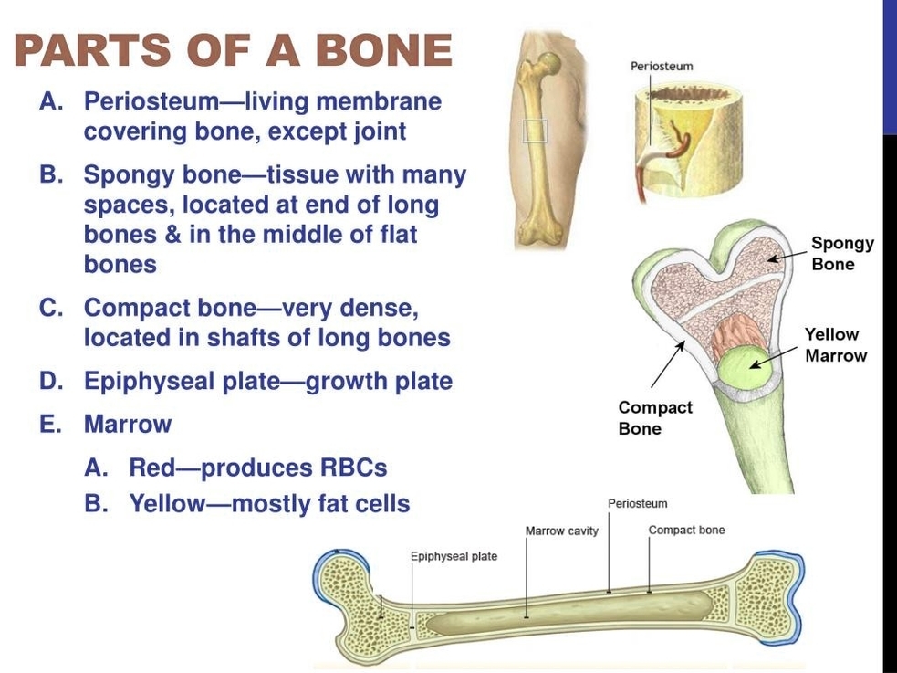 Bone Parts Diagram