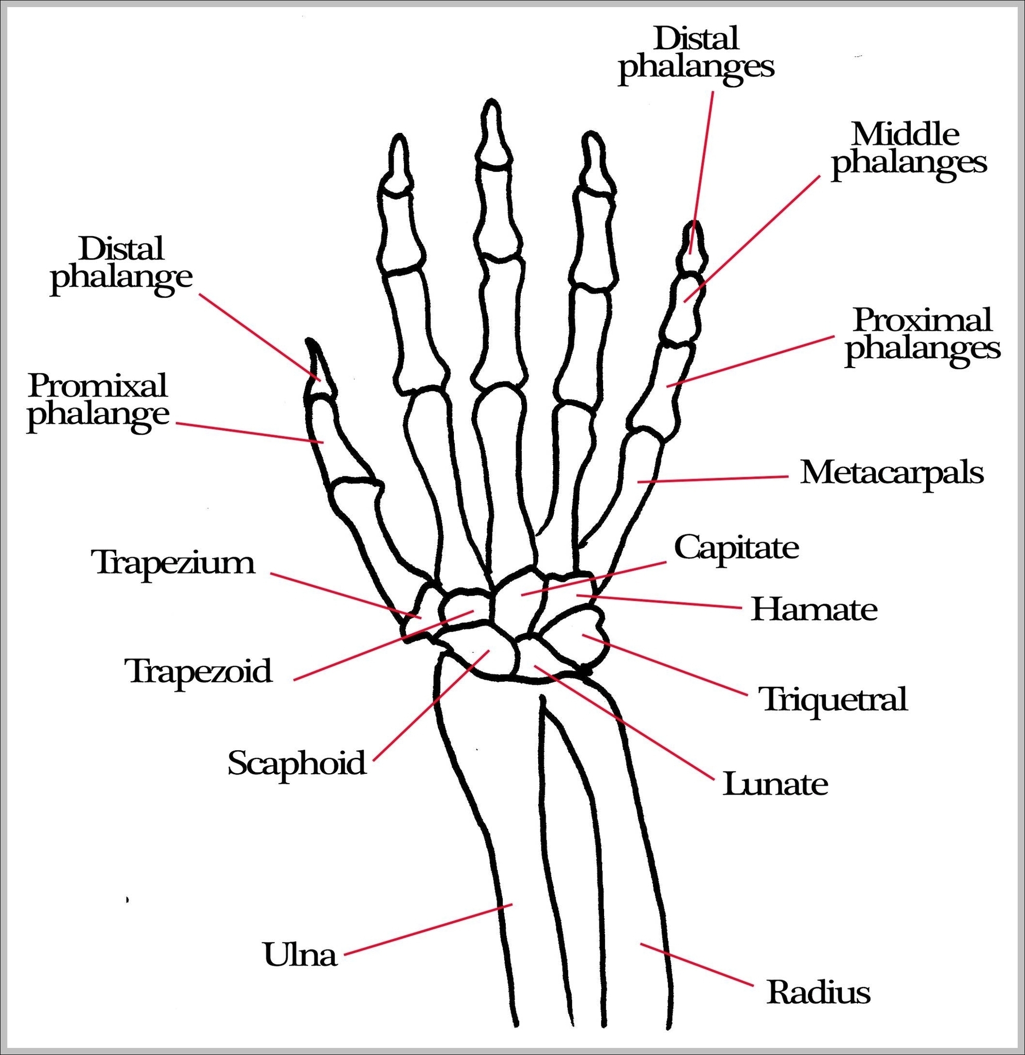 Bones Hand Image