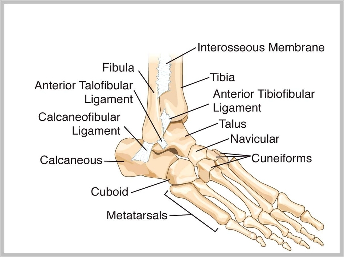 Bones Of The Ankle Image