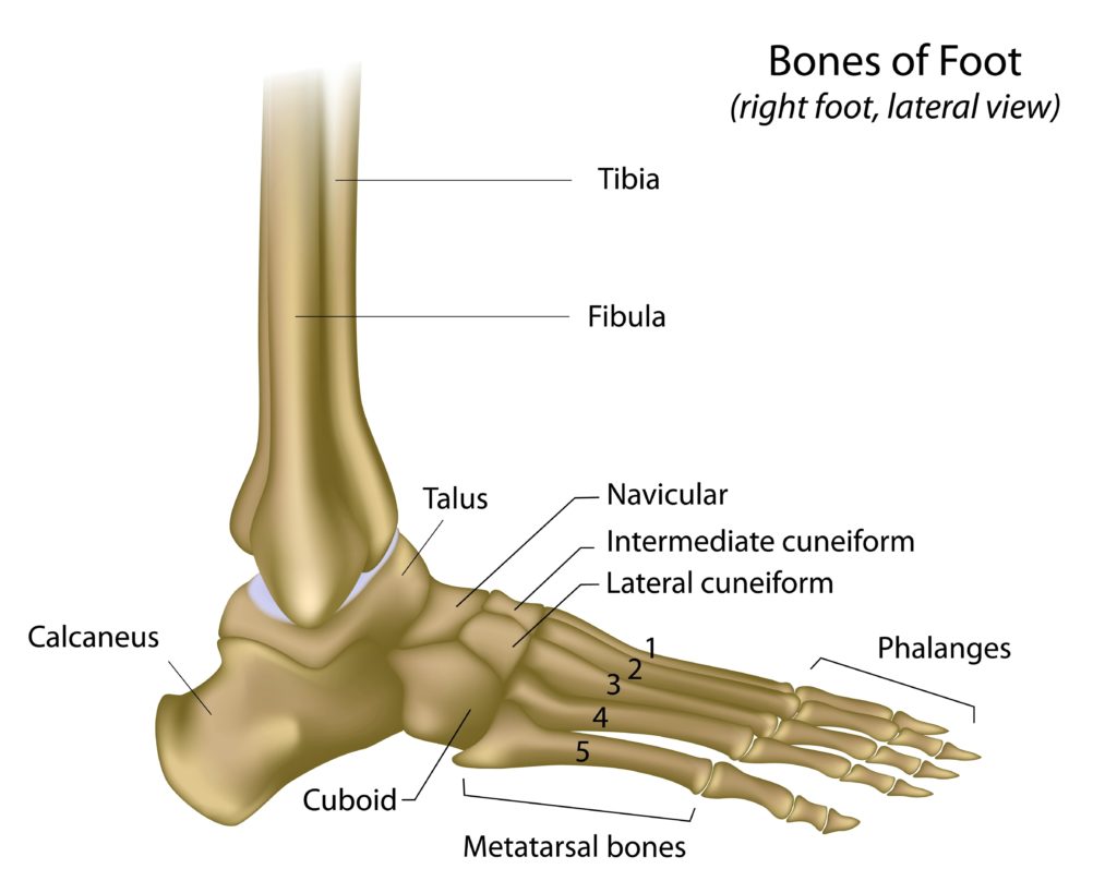 Bones Of The Foot And Ankle | Anatomy System - Human Body Anatomy ...