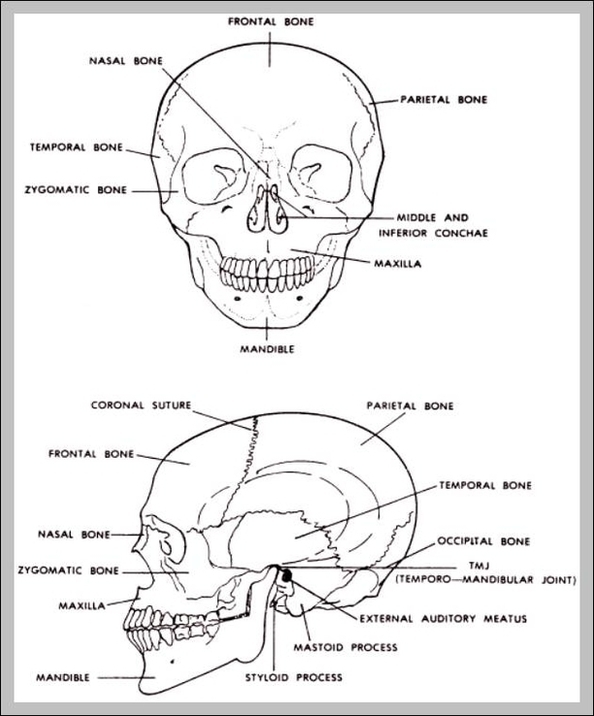 Bones Of The Head And Face Image