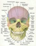 Bones Of The Skull