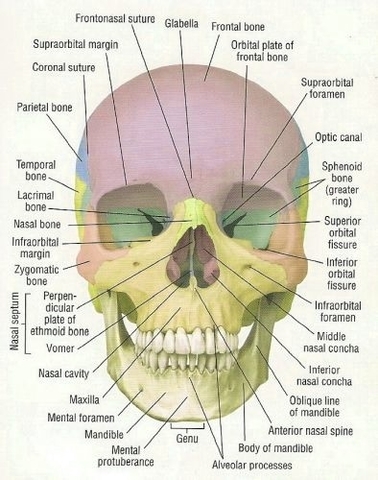 Bones Of The Skull