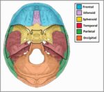 Bones of the Middle Cranial Fossa Diagram