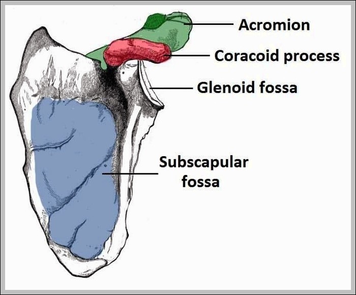 Bony Landmarks of the Costal Surface of the Scapula Diagram