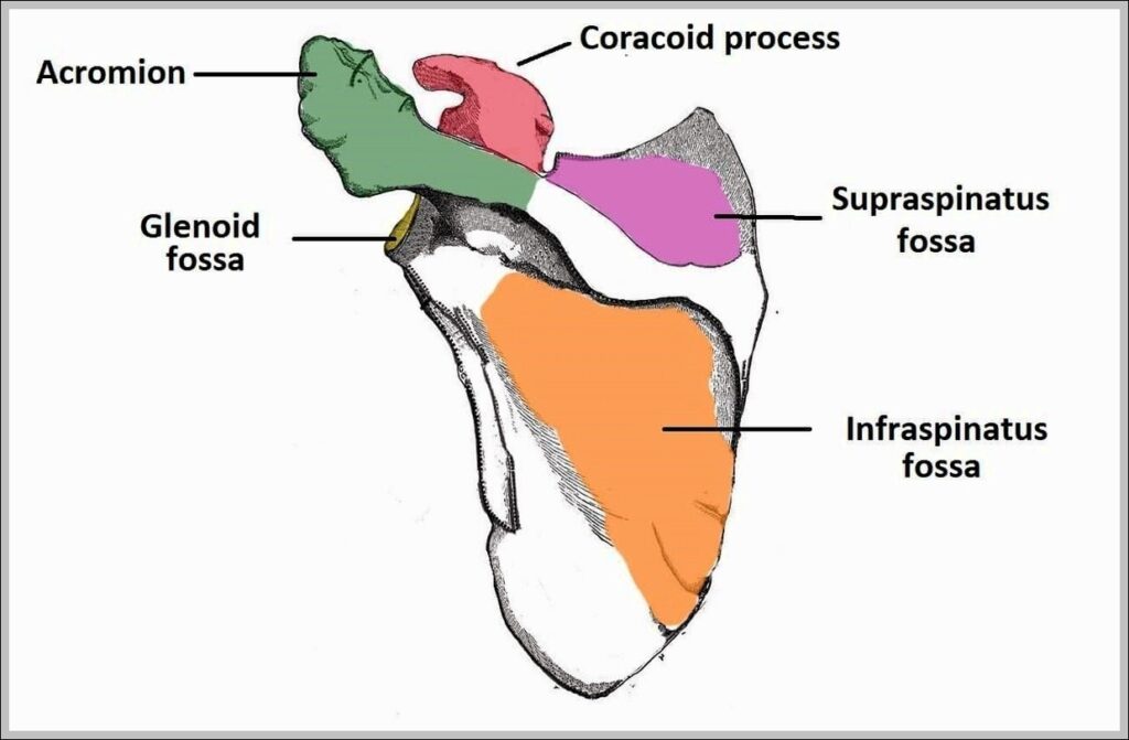 Bony Landmarks of the Posterior Surface of the Scapula Diagram