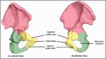 Bony Landmarks of the Pubis Diagram