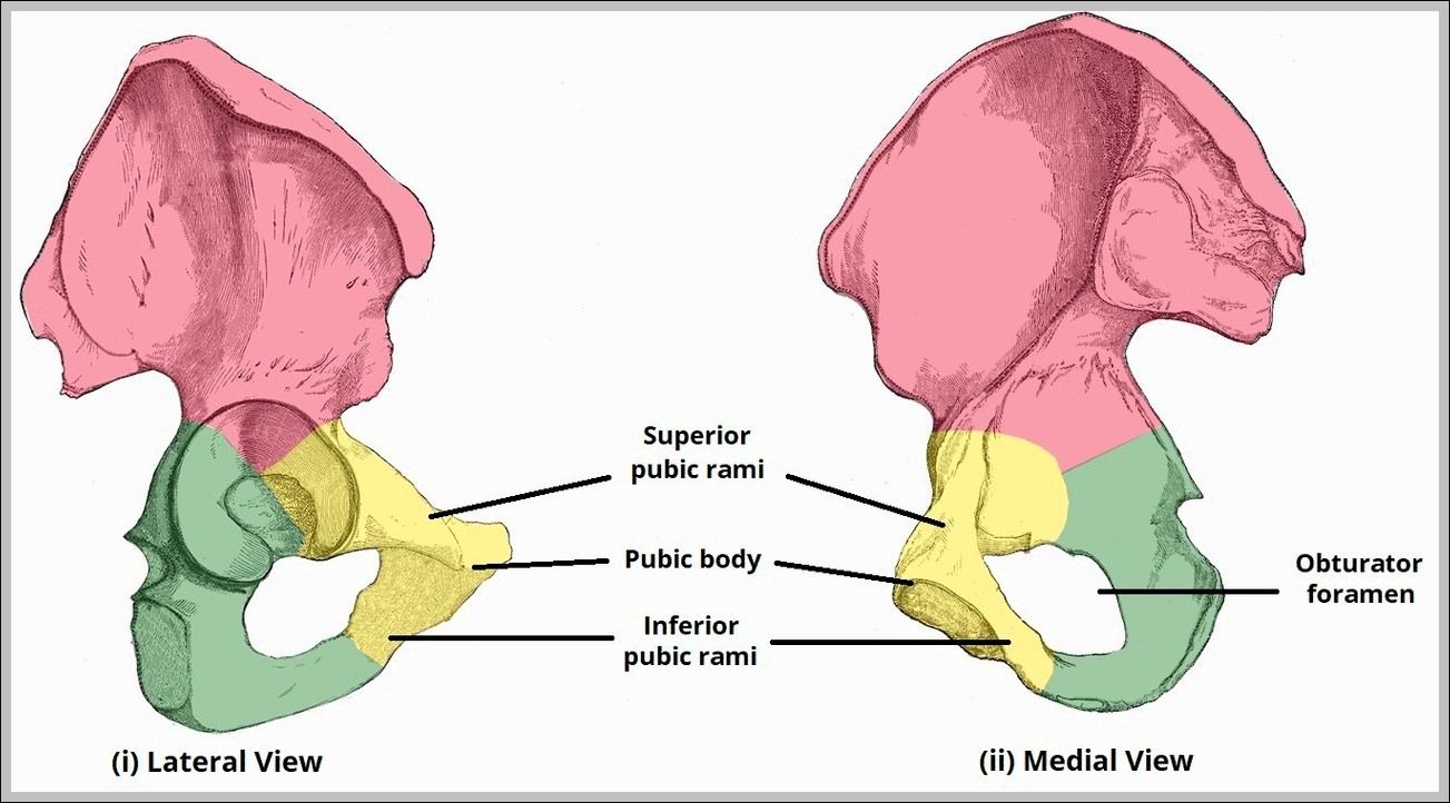 Bony Landmarks of the Pubis Diagram