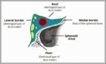 Borders of the Cavernous Sinus Diagram