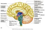 Brain Anatomy And Physiology Definition