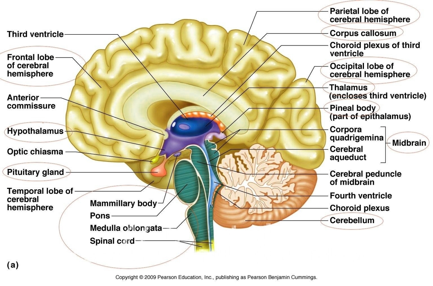 Brain Anatomy And Physiology Definition