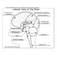 Brain Anatomy Diagram