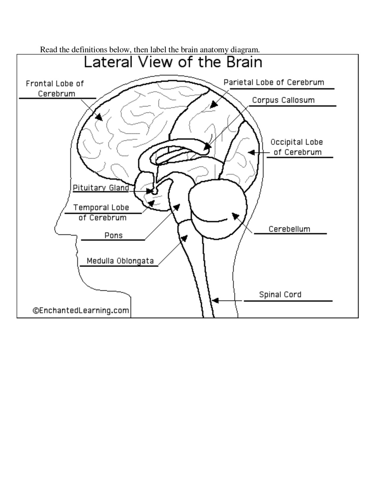 Brain Anatomy Diagram