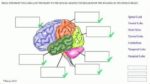 Brain Diagram Worksheet