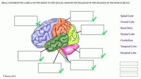 Brain Diagram Worksheet