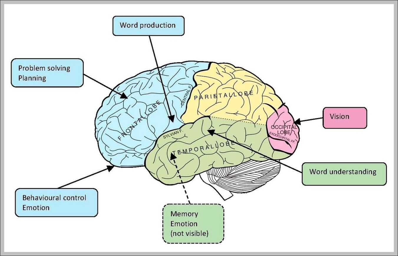 Brain Function Diagram Image