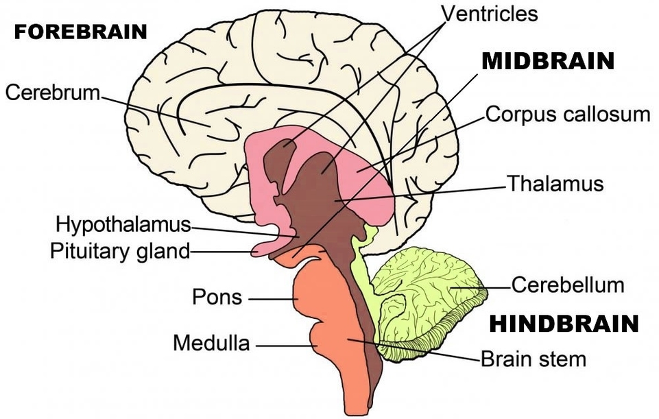 Brain Structure And Function