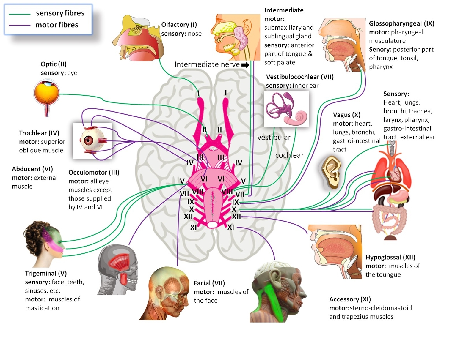 Brain nerves diagram