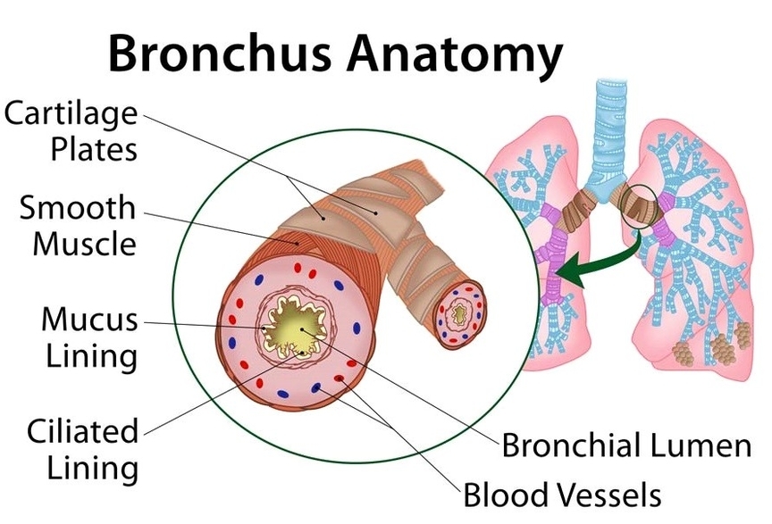 Bronchus Anatomy Diagram with labels