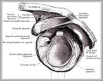 Capsular Ligament Image