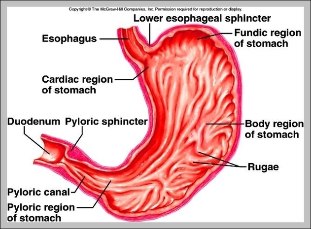 Cardiac And Pyloric Sphincter Image