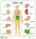 Cardiac Cell Tissue Organ Representation Described