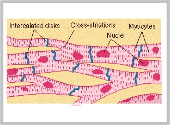 Cardiac Cells Image