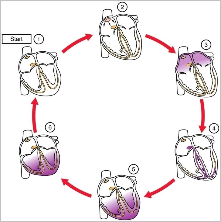 Cardiac ConductionN