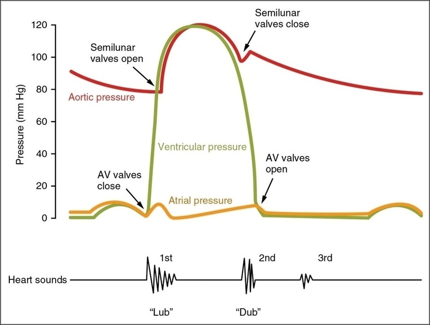 Cardiac Cycle vs Heart Sounds