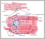 Cardiac Muscle Cell Image