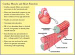 Cardiac Tissue Function Image