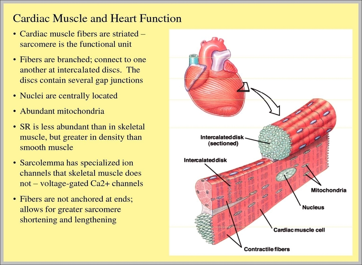Cardiac Tissue Function Image