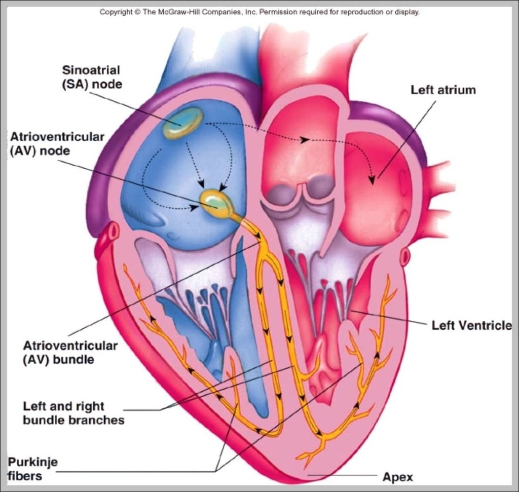 Cardiovascular And Circulatory System Image Anatomy System Human