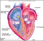 Cardiovascular And Circulatory System Image