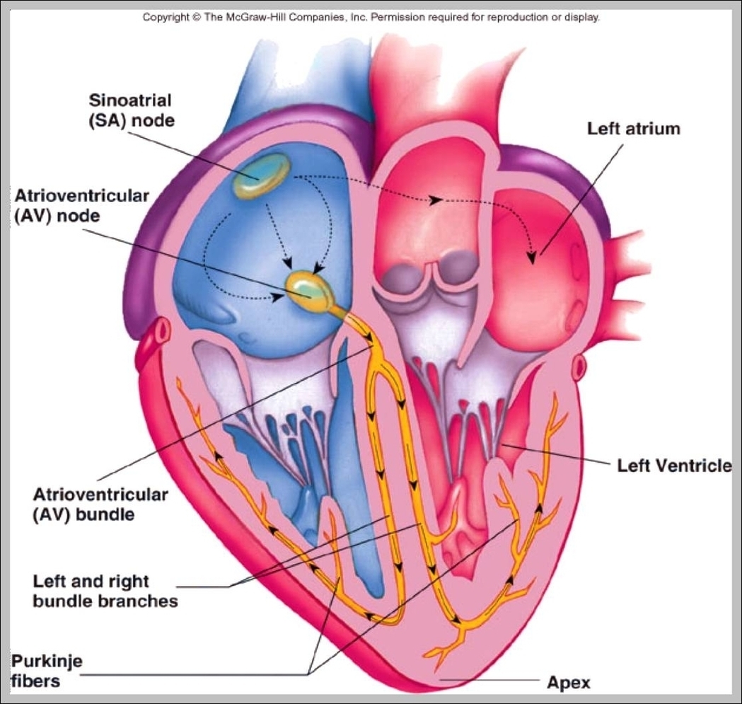 Cardiovascular And Circulatory System Image
