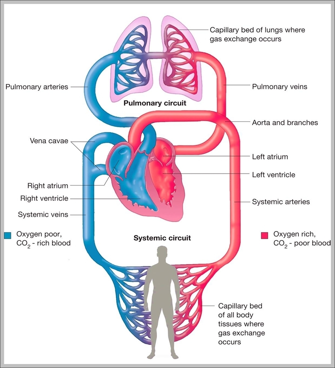 Cardiovascular System Blood Vessels Image