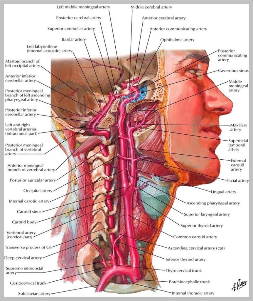 Carotid Anatomy System Human Body Anatomy Diagram And Chart Images Carotid Anatomy System Human Body Anatomy Diagram And Chart Images
