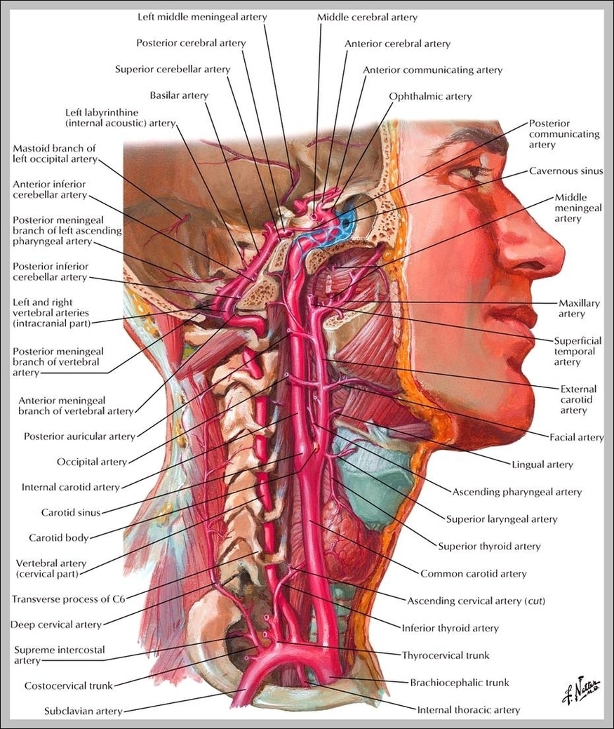 Carotid Artery Location Image