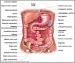 Celiac Artery Function Image