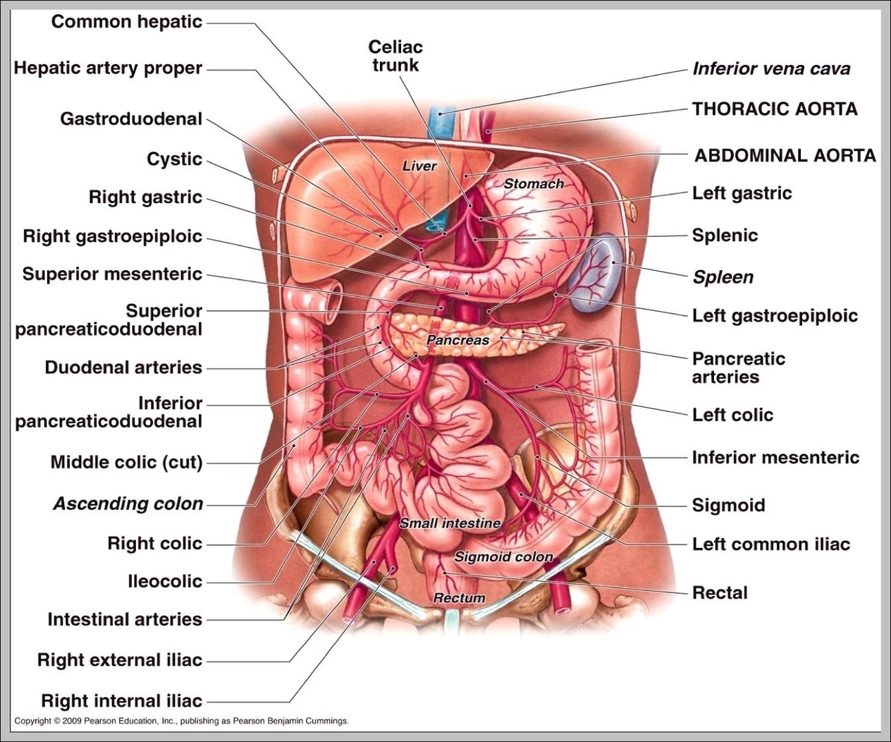 Celiac Artery Function Image