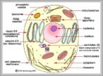 Cell Picture With Labels Image