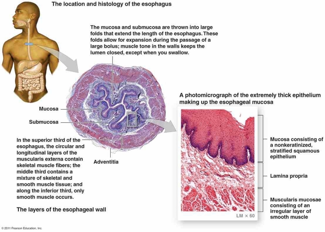 Cells Of The Digestive System