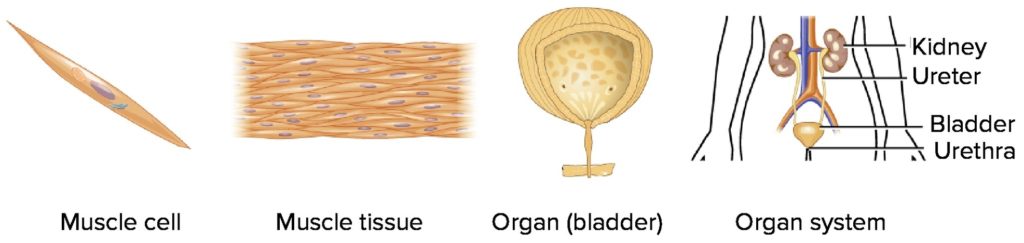 Cells Tissues Organs And Systems